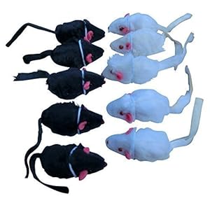 Katzenspielzeug Fellmaus Maus Catnip 10 Stück ca. 5cm auf Karte