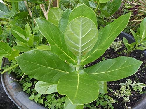 Calotropis Gigantea - Giant Milkweed - 1 Live Plant - 6" Pot