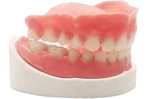 HEALTHYARE Denture Do it Yourself Full Set of Top and Bottom Fake Teeth for Improve Your Smile (Gypsum Model， Gum Material and Fake Teeth)