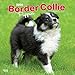 Border Collie Puppies 2020 12 x 12 Inch Monthly Square Wall Calendar, Animals Dog Breeds Collie Pupp by 