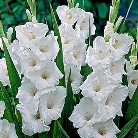 FernsFly IMP. Sword lily Gladiolus | Gladiola | Gladioli Flower Bulbs Home Outdoor Flowering Gardening Bulbs Blooming planting (Pack of 25 The Multi Mix)