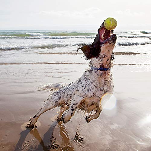 maxxipaws maxxiflex+ Heup- en Gewrichtssupplement voor Honden - 120 Kauwtabletten – Supplementen voor Honden met… - Afbeelding 4