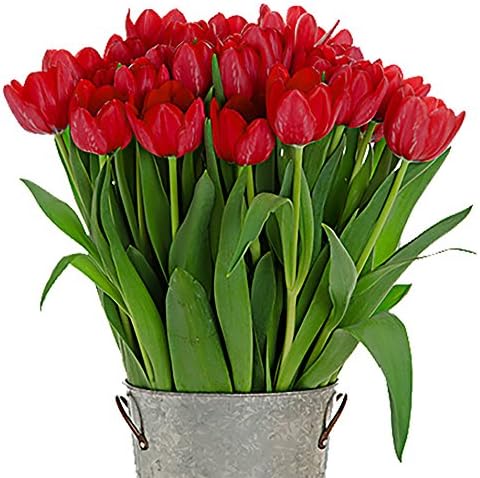 Stargazer Barn - 24 Stems Red Ile de France Tulips with Rustic Décor Style Galvanized Vase - Direct From Farm - 2 Dozen Red Tulips - Fresh Cut - Sustainably Grown in California - Red Flowers