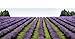 MagJo Naturals European Lavender Flowers (Extra Grade) - 100% Raw from Europe - 1 Pound