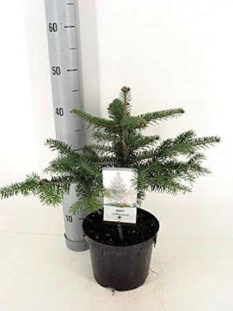 Nordmanntanne beliebter Weihnachtsbaum - Abies nordmanniana - 40-50cm im 3Ltr. Topf