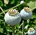 Organic China White Papaver Somniferum Poppy Seeds