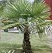 Windmill Palm Tree Seeds 15 Seeds Upc 646263362655