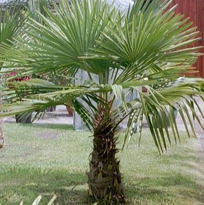 Windmill Palm Tree Seeds 15 Seeds Upc 646263362655