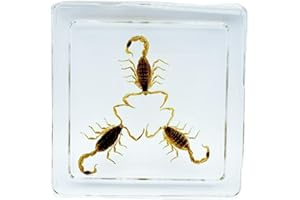 BETENSH High Definition Amber, (Starfish, Scorpion, Cockroach, Butterfly, Fish, Dragonfly) Insect Resin Specimen， Resin Amber for Children's Science Education, Collection (Three Scorpions)