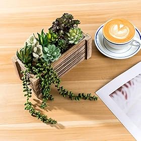 Artificial Succulents in Pots - Fake Succulent Plants, Artificial Plants for Home Decor Indoor, Faux Succulents for… 51rD5uhcujL