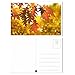 Best Paper Postcards 40 Pack Nature Bulk, Blank Travel Postcards for Mailing, 20 Assorted Scenic Photos, Four Seasons (4x6 In)