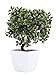 Juvale Artificial Bonsai Tree - Fake Plant Decoration, Potted Artificial House Plants, Ficus Bonsai Plant with Ceramic Pot, for Decoration, Desktop Display, Zen Garden Décor - 7 x 7 x 10.3 Inches