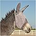Cashel Crusader Mule Fly Mask, Standard with Ears (Grey, Mule Horse)