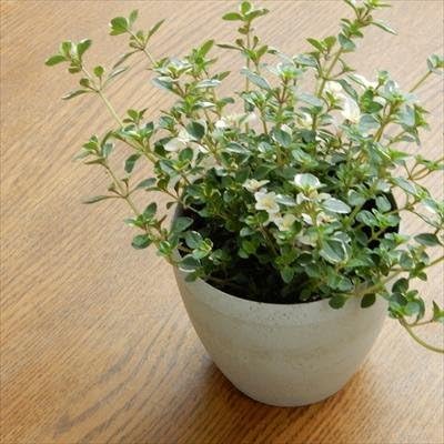 Amazon Co Jp ブロードリーフタイム フォックス フォックスリータイム 9cmポット 観葉植物 ホーム キッチン