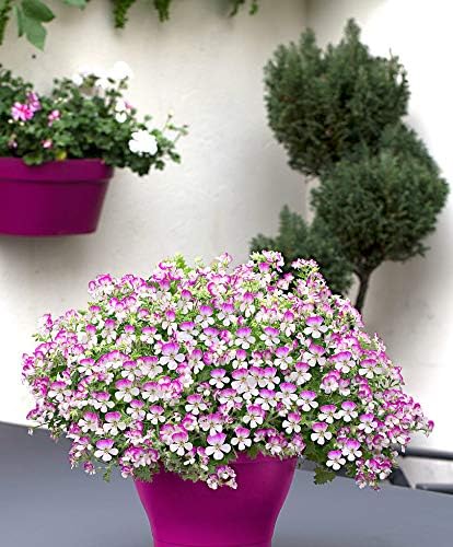 Qulista Samenhaus Geranie Mosquitaway Louise Rosa Mucken Vertreiben Nach Zitrone Duftend Pelargonium Pflegeleichte Bluhende Pflanze Blumensamen Winterhart Mehrjahrig Auf Terrasse Balkon Amazon De Garten