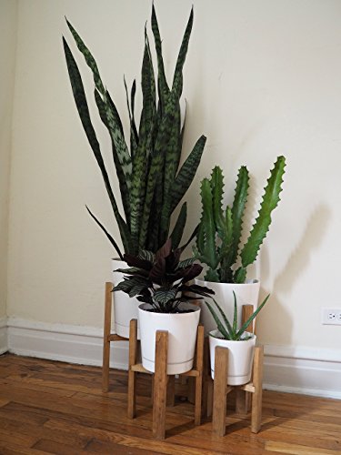 Mid Century Modern Plant Stand