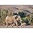 signwin Wall Mural Wild Animals Removable Self-Adhesive Wallpaper Wall Decoration for Bedroom Living Room - 66x96 inches