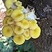 Golden Oyster Mushroom Mycelium Plug Spawn - 50 Count - Grow Edible Gourmet & Medicinal Fungi Fresh cut Logs