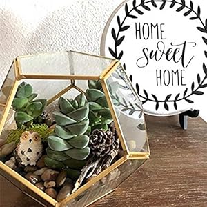 MINGZE Terrario a forma di pentagono, trasparente, formato da dodici lastre pentagonali in vetro, vaso per piante grasse…