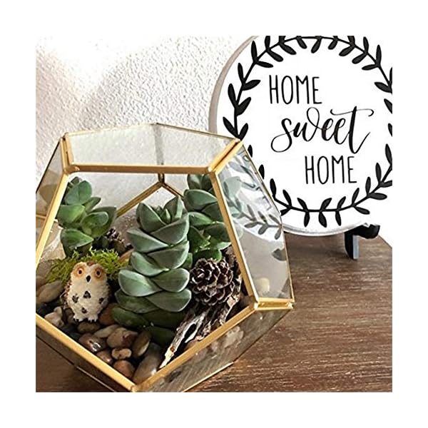 MINGZE Terrario a forma di pentagono, trasparente, formato da dodici lastre pentagonali in vetro, vaso per piante grasse…