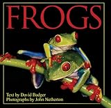 Frogs by 