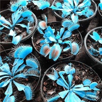 Amazon Co Jp Swansgreen 100個のpcs Dionaea Muscipula種子鉢植え青の食虫植物の種子レアハエトリグサ盆栽種子簡単5を成長させます Diy 工具 ガーデン