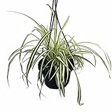 Ocean Spider Plant - Easy to Grow - Cleans the Air - NEW - 6