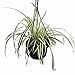 Ocean Spider Plant - Easy to Grow - Cleans the Air - NEW - 6