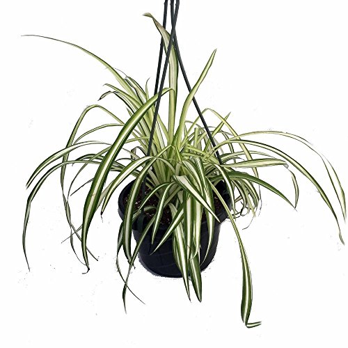 Ocean Spider Plant - Easy to Grow - Cleans The Air - New - 6" Hanging Basket