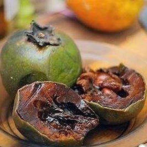 ASTONISH Seeds Package: 10 Seeds Rare Diospyros Digyna Black Sapote Persimmon Chocolate Pudding Fruit