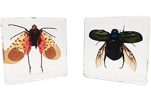 FlyingBean Insect Specimens Set, Chafer and Spotted Lanternfly Specimens in Resin, Animal Taxidermy Collection for Science Education & Desk Ornament, FBBJ-01