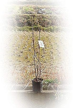 Amazon 黒花ロウバイ 黒蝋梅 植木