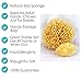 Real Sea Sponges for Babies - 2 Pk Bath Care Set, Gentle, Kind on Skin, for Bathing Washing Body Eyes & Ears, Also for Newborn Toddler & Kids; Baby Shower Spa Gift by Contented Infant®