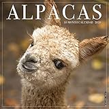 Alpacas 2020 Wall Calendar by 