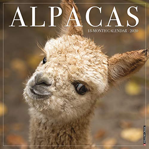 Alpacas 2020 Wall Calendar by 