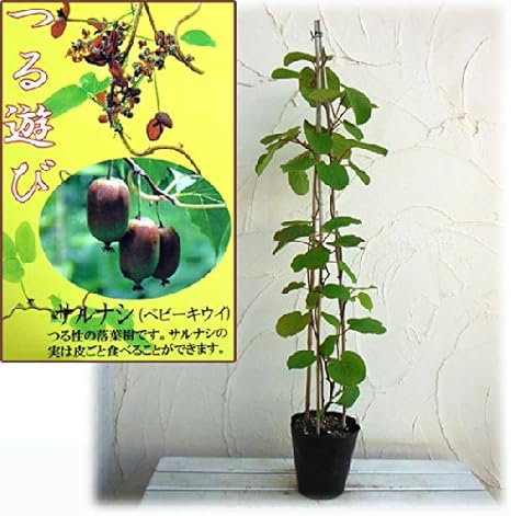 Amazon Co Jp ベビーキウイ サルナシ 6号ポット支柱仕立て 長尺つるものの支柱仕立て鉢植え つる遊び ホーム キッチン