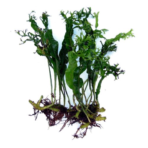 SubstrateSource Microsorum pteropus Windelov Lace Java Fern Live Aquatic Aquarium Plant - Thumbnail 2