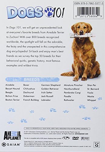 german pinscher dogs 101