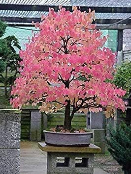 Germination Seeds: 600 Seeds: Japanese Katsura, Cercidiphyllum Japonicum, Tree Seeds (Fall Color, Bonsai)