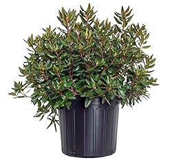 Rhododendron X 'Midnight