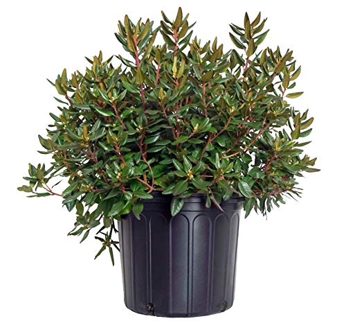 Rhododendron X 'Midnight