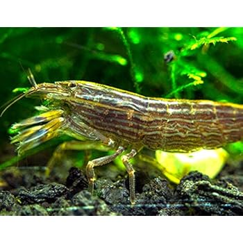 Betta Danio Rasbora Guppy Compatible Aquatic Arts 1 Live Freshwater Pom Pom Crab Real Living Nano Aquarium Fish Tank Pet Fish Aquatic Pets Kolenik Aquariums Fish Bowls