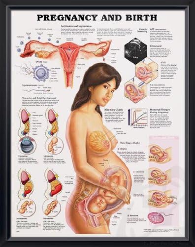Pregnancy and Birth, DeuPair 20x26" Pocket Frame Human Anatomy Poster