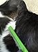 Stainless Steel Cat Shedding Comb with Non-slip Grip Handle