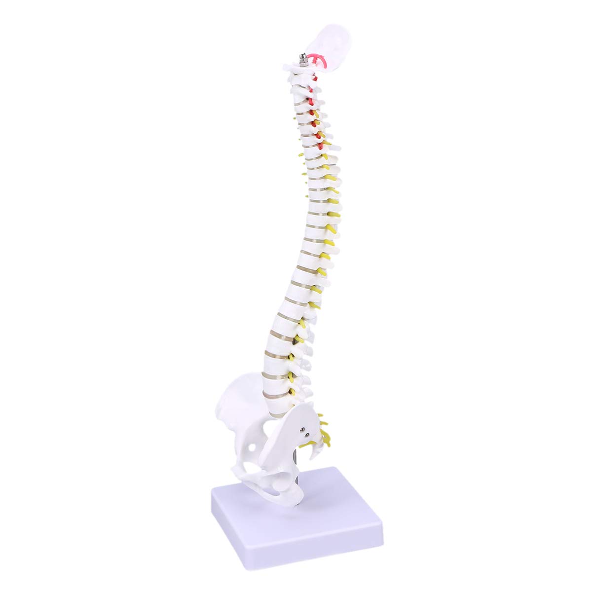 Lumbar spine VisualHunt