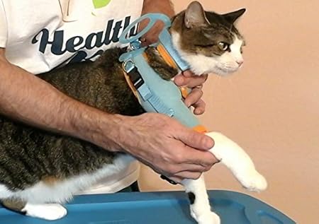 Pet Supplies : Cat Grooming Harness, Cat Restraint, Cat Grooming ...