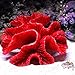 Danmu 1Pc of Polyresin Coral Ornaments, Aquarium Coral Decor 4 7/10″ x 4 7/10″ x 1 9/10″ for Fish Tank Aquarium Decorationthumb 3
