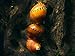 Aquatic Arts 1 Tiger Nerite Snail (Neritina natalensis - 1/2 to 1 inch in diameter) - Live Snail