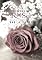 Livro A Sombra da Rosa: Spin-off de A Promessa da Rosa - (Conto)