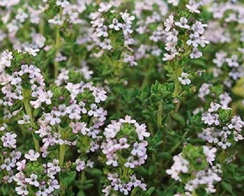 Portal Cool Seeds Package: Thyme Thymus Vulgaris Semi Graine 2000 Seeds